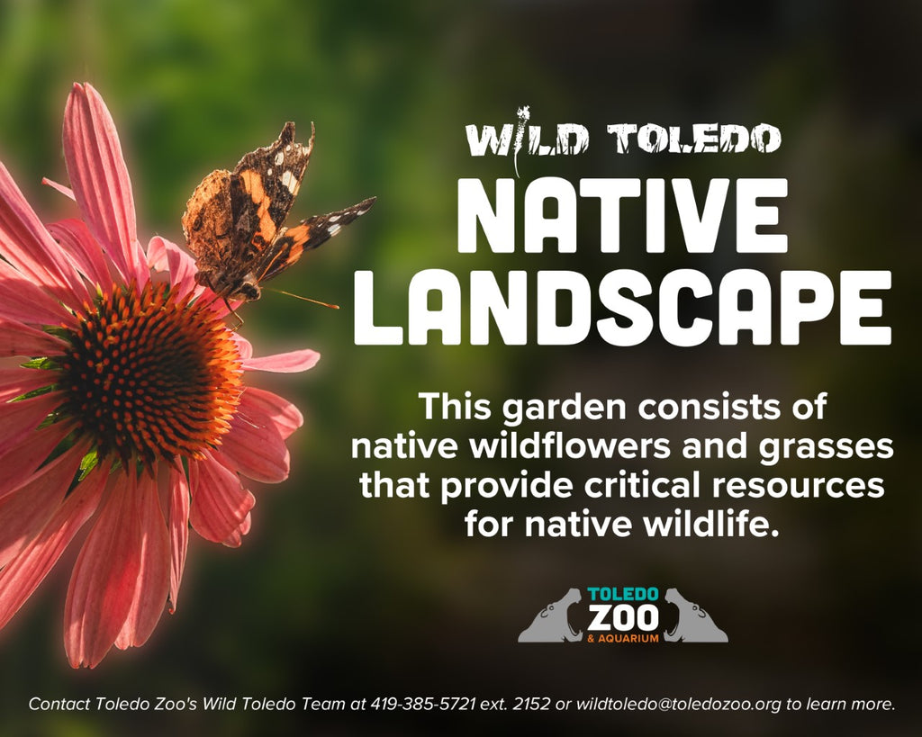 Wild Toledo - Native Landscaping Service!