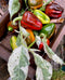 Pepper 'Candy Cane Chocolate Cherry'