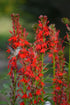 Hummingbird Garden Kit