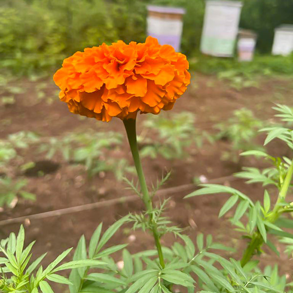 Aztec Marigold