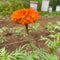 Aztec Marigold