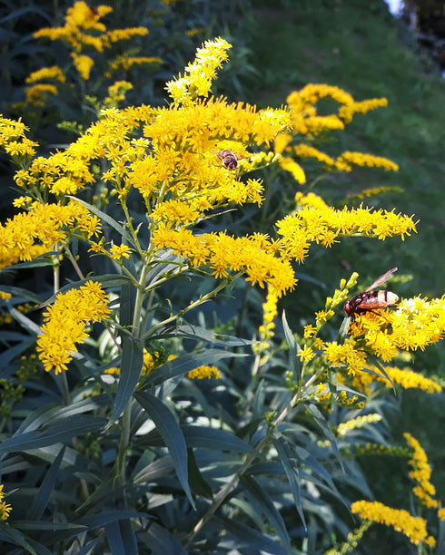 Old Field Goldenrod