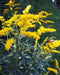 Old Field Goldenrod