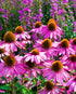 Hummingbird Garden Kit