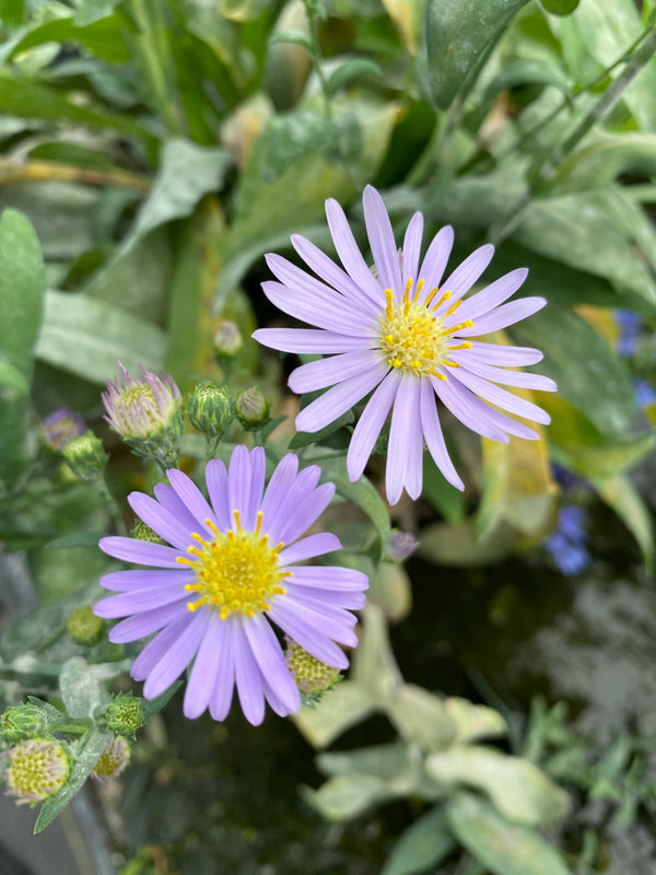 Smooth Blue Aster