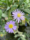 Smooth Blue Aster
