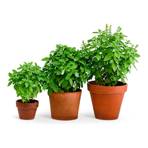 Basil 'Spice Boys Globe'