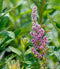 Steeplebush