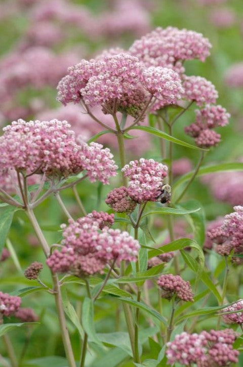 Butterfly Host Garden Kit