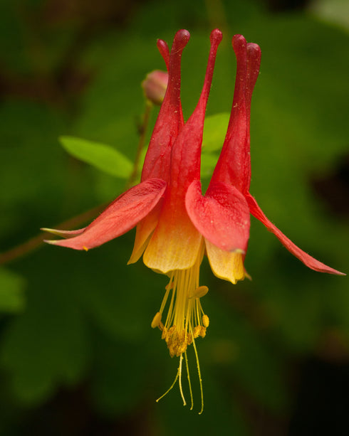 Hummingbird Garden Kit