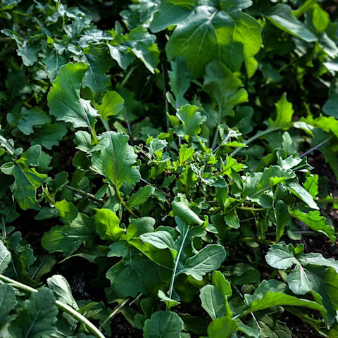 Arugula