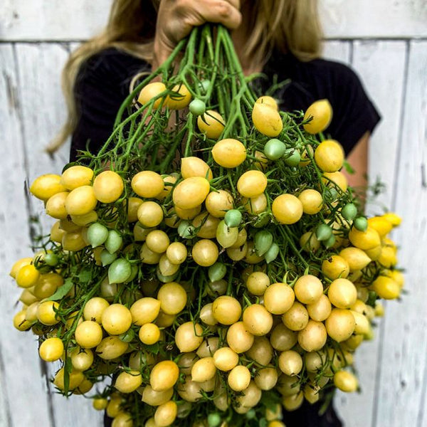 Tomato 'Barry's Crazy Cherry'