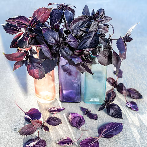Basil 'Dark Purple Opal'