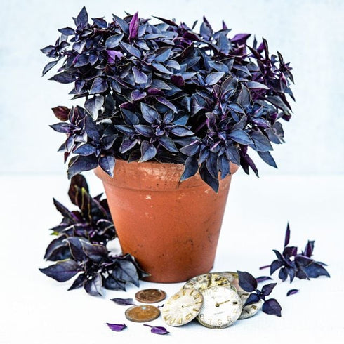 Basil 'Purple Ball'