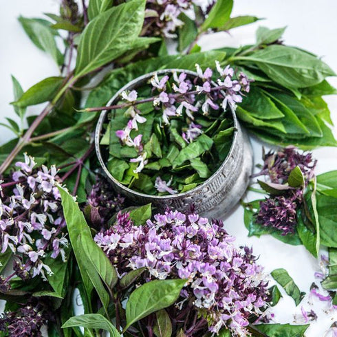 Basil 'Thai Sweet'