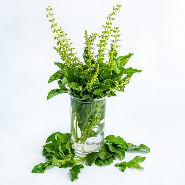 Basil 'Lemon Tulsi'