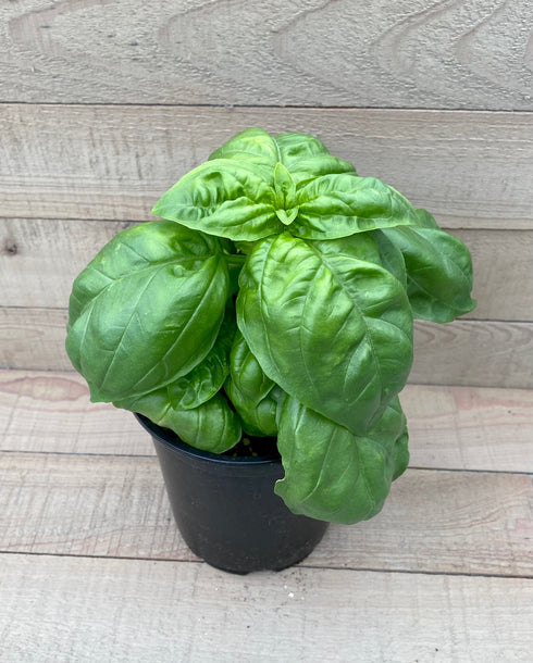 Basil 'Genovese'