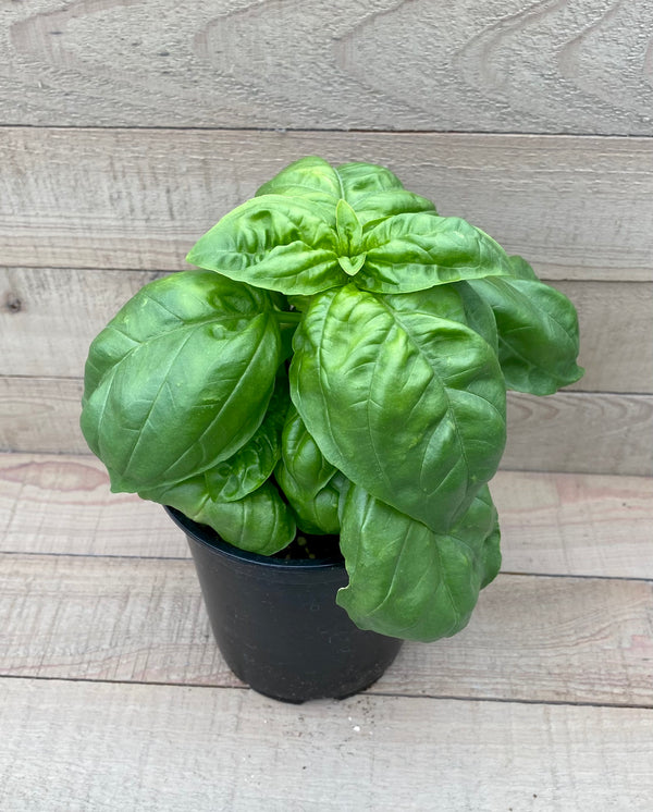 Basil 'Genovese'