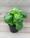 Basil 'Genovese'