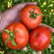 Tomato 'Bonny Best'