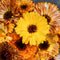 Calendula