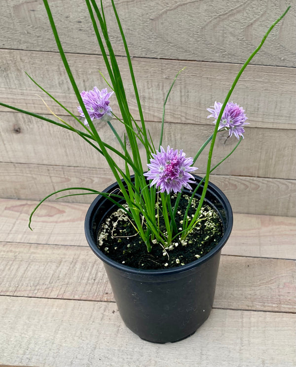 Chives