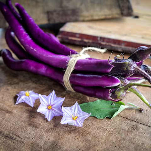 Eggplant 'Chinese String'