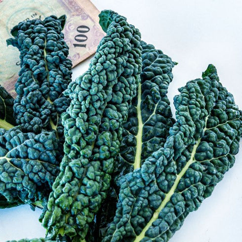 Kale 'Nero di Toscana'