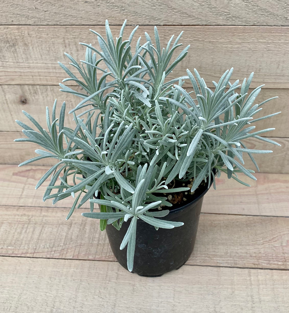 lavender small plants English Lavender – Wild Toledo Native Plants Sales