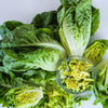Lettuce 'Buttercrunch'
