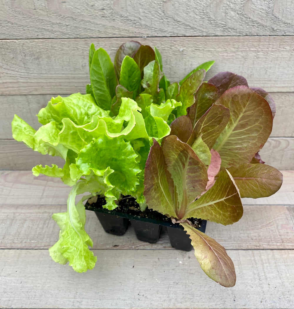 Lettuce 'Spring Mix'