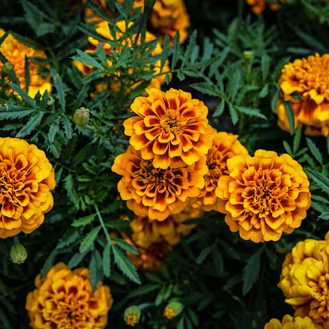 Marigold Mix