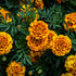 Marigold Mix