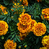 Marigold Mix