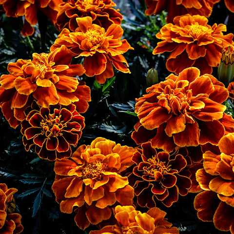 Marigold Mix