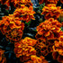 Marigold Mix