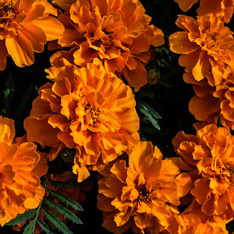 Marigold Mix