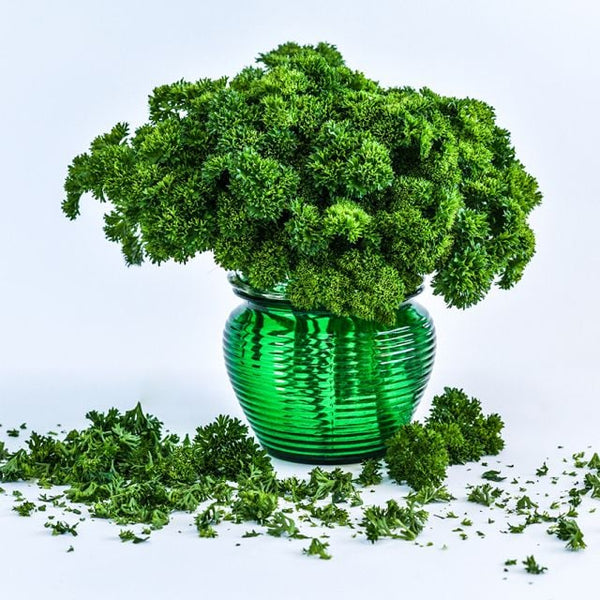 Parsley 'Moss Curled'
