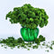 Parsley 'Moss Curled'
