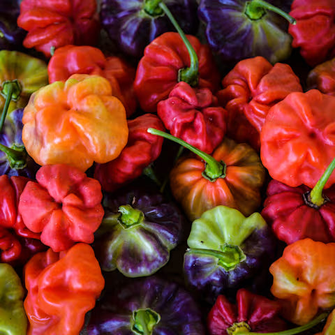 Pepper 'Aji Dulce'