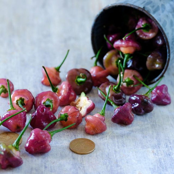 Pepper 'Cheiro Roxa'