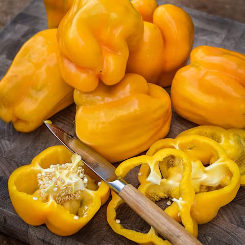 Pepper 'Goldenmane Lion'