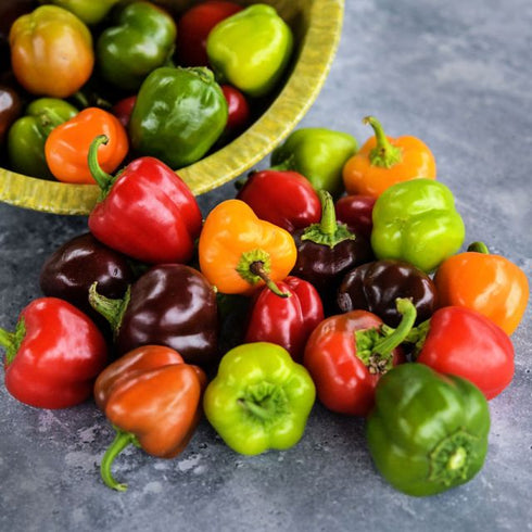 Pepper 'Mini Bell Mix'