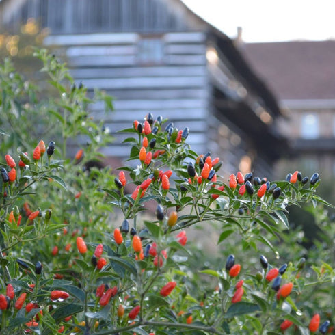 Pepper 'Willing's Barbados'