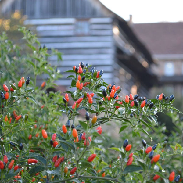 Pepper 'Willing's Barbados'