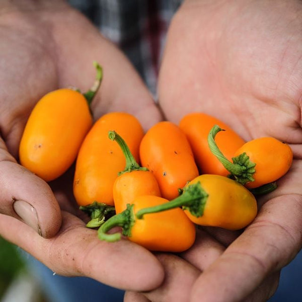 Pepper 'NuMex Pumpkin Spice Jalapeño'