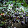 Pepper 'Jigsaw'