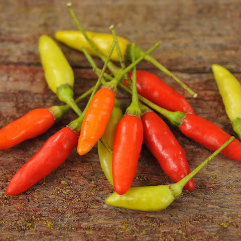 Pepper 'Tabasco'