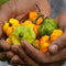 Pepper 'Scotch Bonnet'
