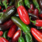 Pepper 'Jalapeno Zapotec'